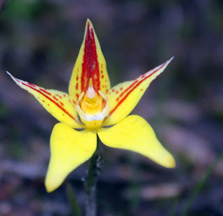 cowslip orchid - caladenia flava - peak head